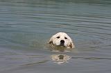 GOLDEN RETRIEVER 900